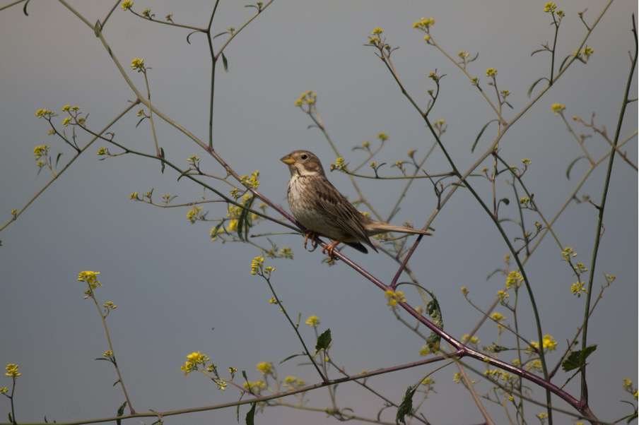 Corn Bunting - credit: Philipp Boersch-Supan / BTO