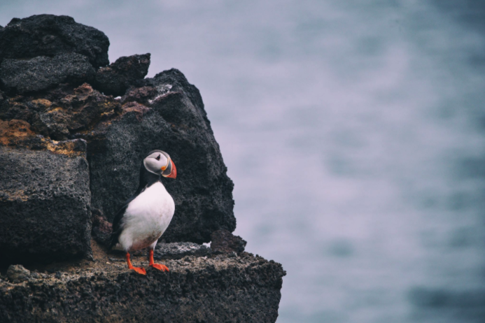 Image showing a puffin on a cliff. Credit: Jonathan Pie on Unsplash